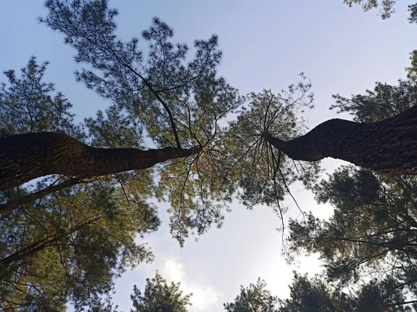 Colpo Basso Angolo Pini Alti Con Rami Striscianti Una Foresta — Foto Stock