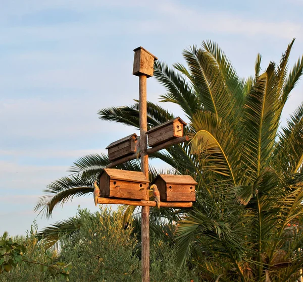 Five Andmade Bird Nests Tree — Stock Photo, Image