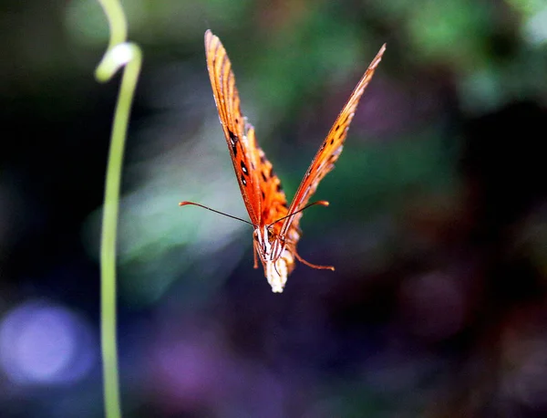 Närbild Bild Flygande Gulf Fritillary Fjäril Suddig Bakgrund — Stockfoto