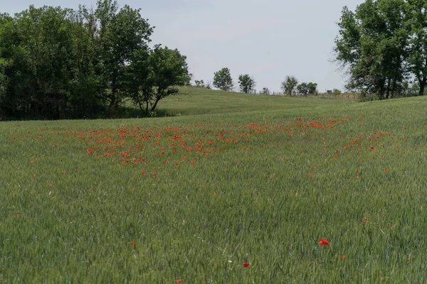 Een Prachtig Uitzicht Een Groen Veld Gevuld Met Rode Papaver — Stockfoto