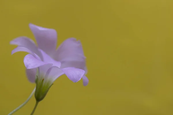 黄色の背景に孤立した木のソレルの花のクローズアップショット — ストック写真
