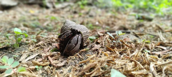 Zbliżenie Skorupy Kraba Pustelnika Ziemi — Zdjęcie stockowe