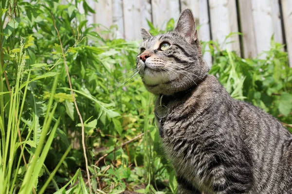 一只长着棕色毛皮和黄色眼睛的猫 在花园里坐着时抬头看 — 图库照片