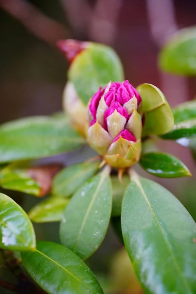 Selective Focus Shot Flower Bud Rhododendron — Stock Photo, Image