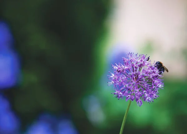 Płytkie Ujęcie Pszczoły Allium Hollandicum Perskiej Cebuli Lub Holenderskim Czosnku — Zdjęcie stockowe