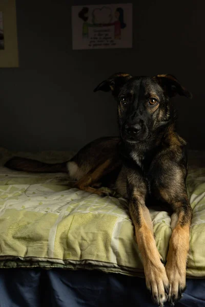 Evdeki Yatakta Yatan Malinois Köpeğinin Yakın Plan Portresi — Stok fotoğraf
