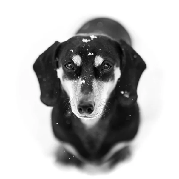 雪の中に雪の顔をしたダックスフントの犬の肖像画 — ストック写真