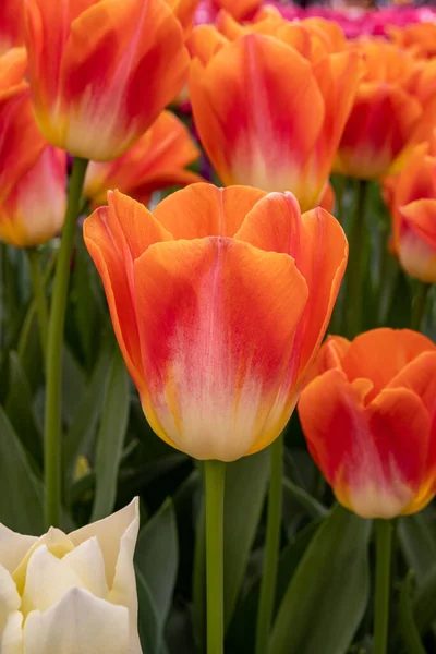 Vertical Shot Yellow Red Tulips Keukenhof Lisse Netherlands — Stock Photo, Image