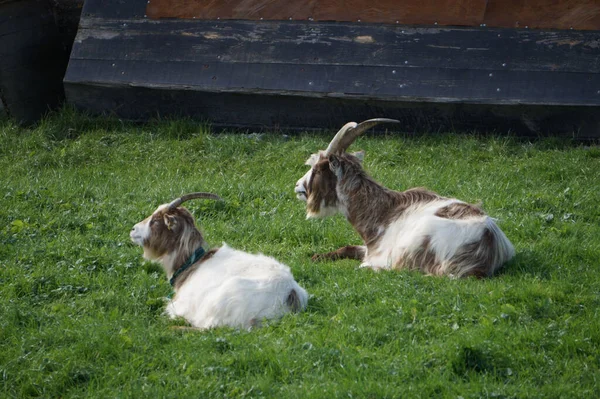 Zwei Gehörnte Ziegen Liegen Gras Und Ruhen Sich Frühling Auf — Stockfoto