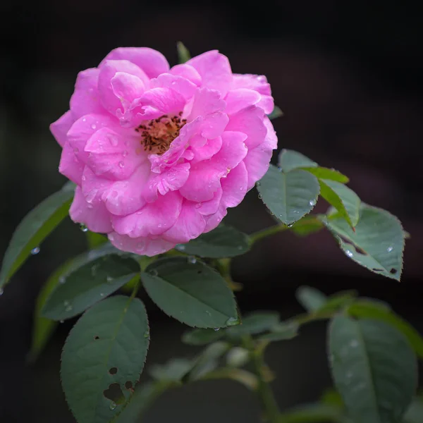 Primer Plano Flores Rosa Rosa Rosa Flor Sobre Fondo Negro —  Fotos de Stock