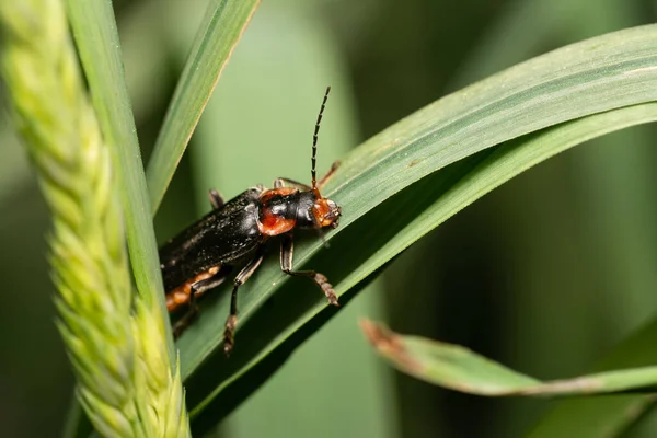 在模糊的背景中 一只甲虫坐在树叶上的宏观照片 — 图库照片
