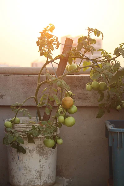 屋顶上番茄树的画像 — 图库照片