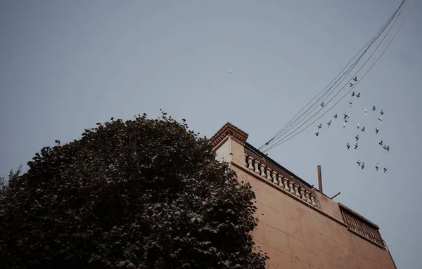 Mavi Gökyüzünün Altındaki Bir Binanın Çatısında Uçan Güvercin Sürüsünün Alçak — Stok fotoğraf