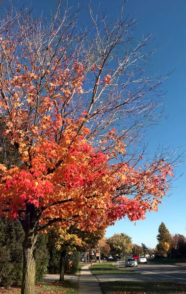 在阳光普照的蓝天映衬下的一棵红枫树的竖直照片 — 图库照片