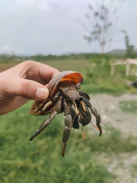 Vertical Shot Hand Holding Hermit Crab — Stock Photo, Image