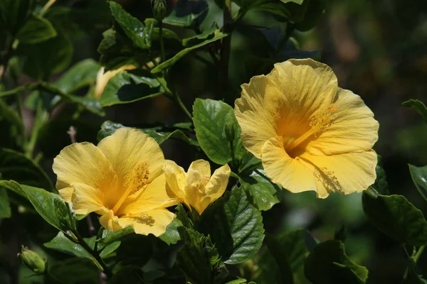 Bahçede Yetişen Güzel Hibiscus Çiçeklerinin Yakın Çekimi — Stok fotoğraf