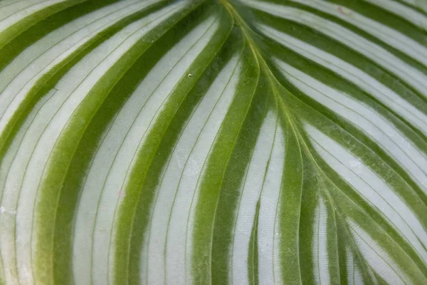 Pendekatan Calathea Orbifolia Pola Doa Tanaman Daun — Stok Foto