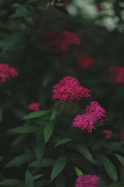 緑の葉を持つスパイアの花のクローズアップショット — ストック写真