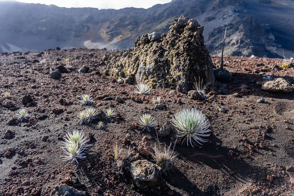 Critically Endangered Silversword Also Called Ahinahina Volcanic Crater Sliding Sands — Stock Photo, Image