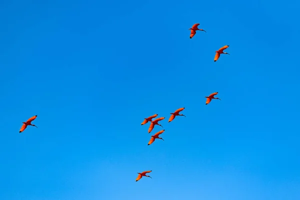 Scarlet Ibis Eudocimus Ruber Latające Stado Czerwonych Ptaków — Zdjęcie stockowe