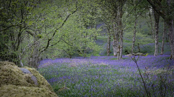 Beau Paysage Avec Une Prairie Bluebells Fleurs — Photo