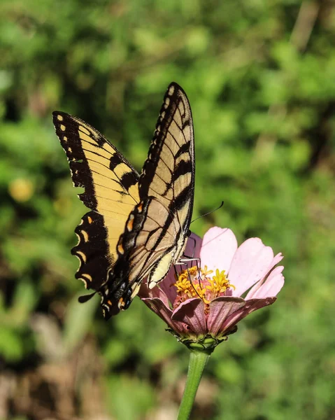 Vertical Selective Focus Shot Eastern Tiger Swallowtail Pink Flower — Stock Photo, Image