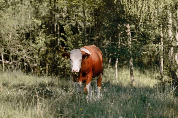 Retrato Una Vaca Marrón Blanca Pastando Campo Verde Contra Los — Foto de Stock
