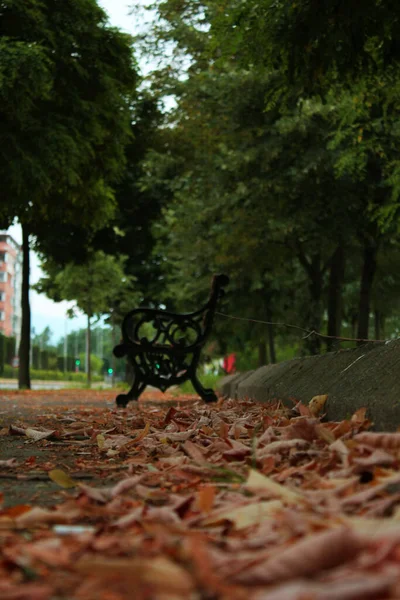 Een Lage Hoek Van Bruin Gevallen Bladeren Van Herfst Grond — Stockfoto