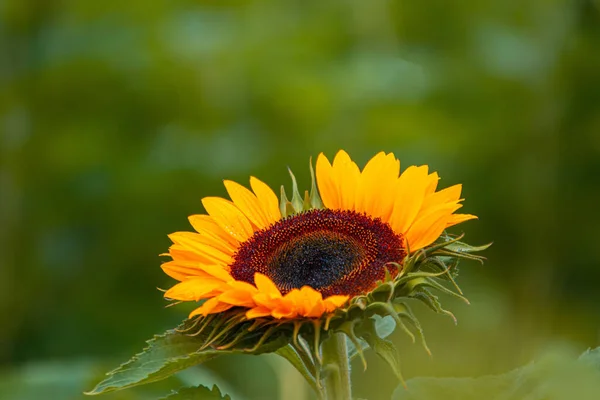 Eine Nahaufnahme Einer Sonnenblume Auf Dem Verschwommenen Hintergrund — Stockfoto