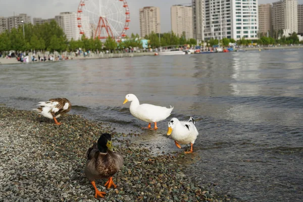 Beautiful Shot Different Pekin Duck Duclair Duck Pebbles Drinking Water — Stock Photo, Image