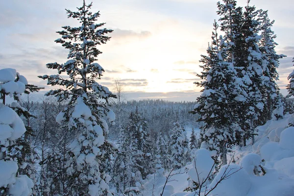 ラップランドの冬の日中に雪に覆われた森の魅惑的なショット — ストック写真
