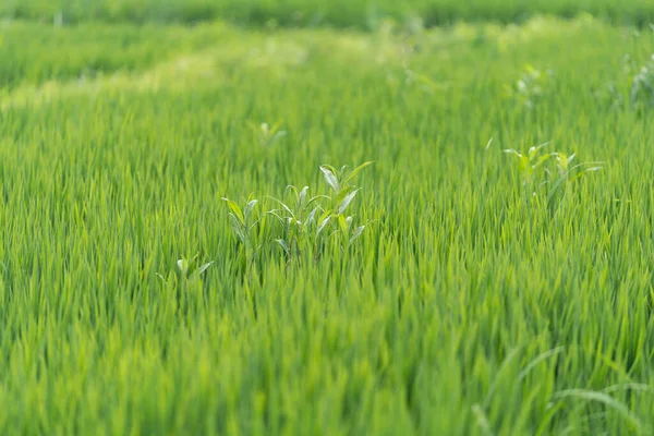 Eine Nahaufnahme Von Frischem Grünen Gras Auf Einem Feld — Stockfoto