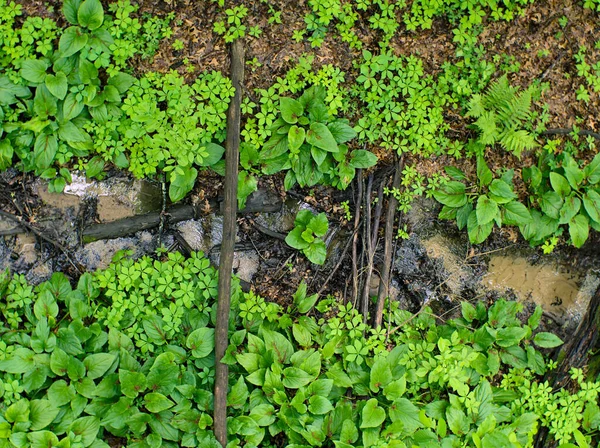 Tiro Cima Para Baixo Pequeno Riacho Cercado Por Plantas Verdes — Fotografia de Stock