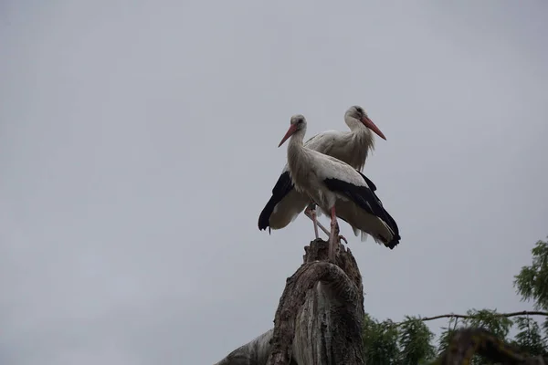 Close Shot Two Storks Standing Wooden Piece — Stock Photo, Image