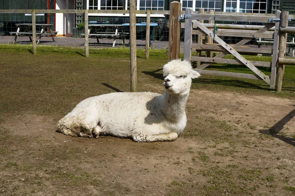 Vit Lama Med Ögon Täckta Hår Liggande Marken — Stockfoto