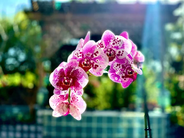 Gros Plan Belles Fleurs Roses Orchidée Teigne Poussant Dans Jardin — Photo