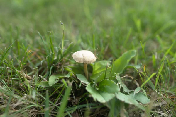 草の牧草地の緑の葉に白いキノコ — ストック写真