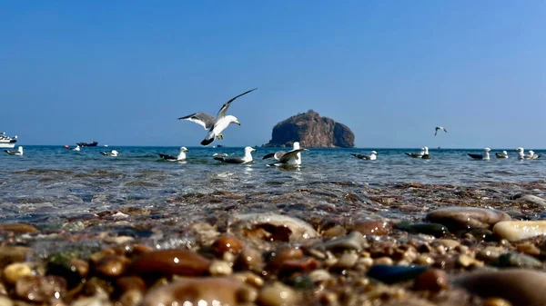 Une Belle Vue Des Oiseaux Volant Dessus Une Mer Tranquille — Photo