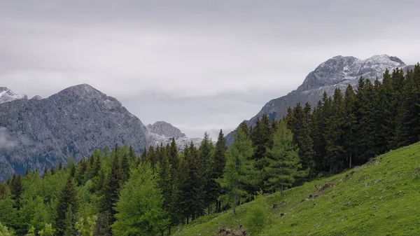 Hermoso Bosque Coníferas Big Pasture Plateau Los Alpes Kamnik Savinja —  Fotos de Stock