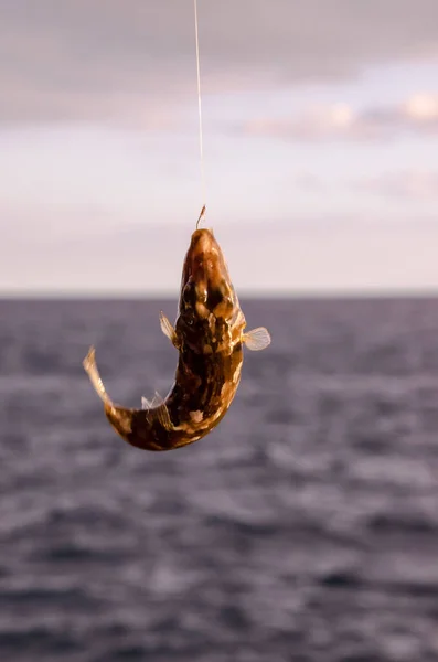 Pesce Mare Agganciato Sopra Oceano Atlantico Blu — Foto Stock