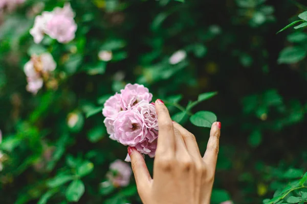 A closeup shot of hands picking a beautiful pink rose