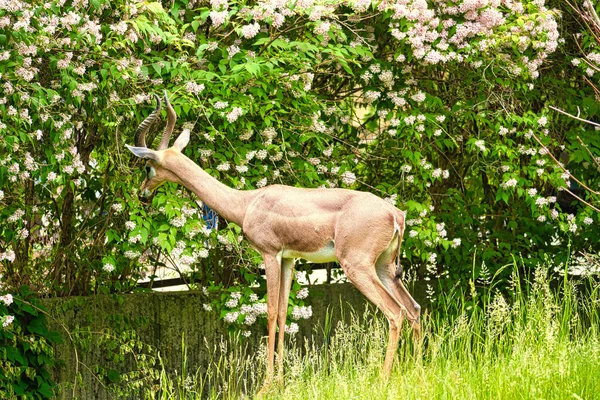 Samec Gerenuk Bujné Zelené Přírodě Kvetoucími Stromy — Stock fotografie