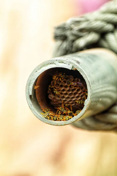 在模糊的背景下 一帧垂直的蜜蜂栖息在管子里 — 图库照片