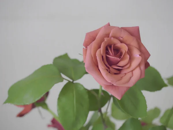 Eine Nahaufnahme Einer Blühenden Rosa Rose Auf Weißem Hintergrund — Stockfoto