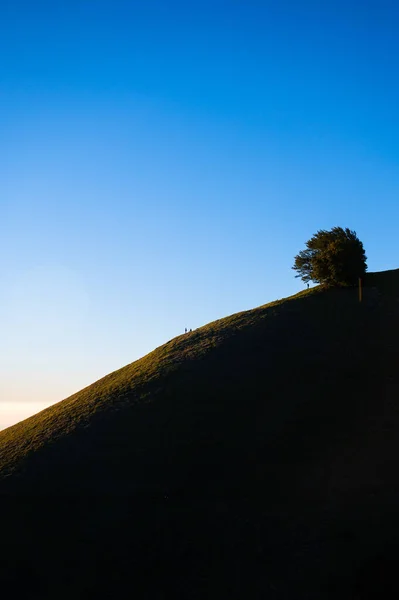 Eine Vertikale Aufnahme Eines Üppigen Baumes Auf Einem Immergrünen Hügel — Stockfoto