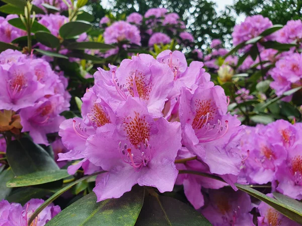 Gros Plan Fleurs Roses Rhododendron Poussant Dans Jardin — Photo