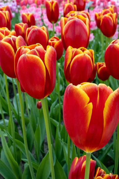 Vertical Shot Red Yellow Tulips Keukenhof Lisse Netherlands — Stock Photo, Image