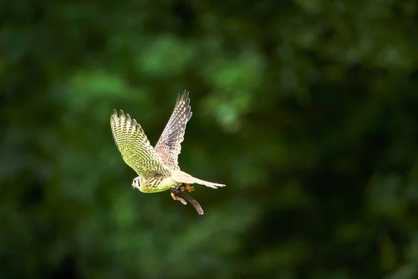 Beautiful View Hovering Kestrel Falco Tinnunculus Carrying Prey Green Background — Stock Photo, Image