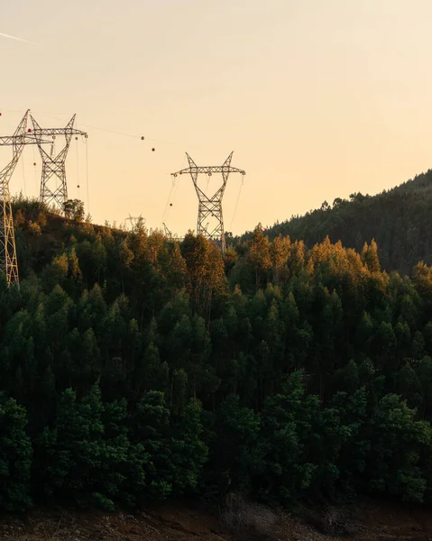Beautiful Landscape Dense Fir Forest Electric Pillars Sunset — Stock Photo, Image