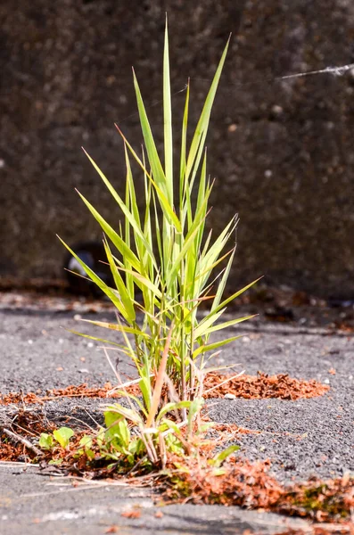 Planta Verde Crecimiento Valle Agrietado Asfalto Piso —  Fotos de Stock